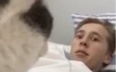 猫：我也会