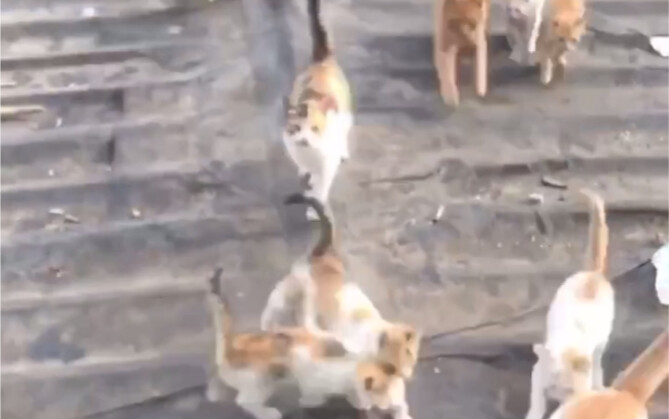 Saat kamu membuka jendela, segerombolan kucing berlari mendekat—