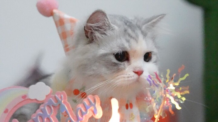 My little cat is already one year old without me even realizing it! Posting a video to commemorate t