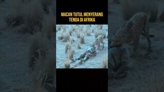 MACAN TUTUL BERKELIARAN DI MALAM HARI #alurceritafilm #film