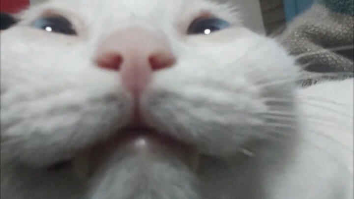 It’s been a long time since I teased the cat.