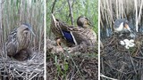 Binatang|10 Jenis Sarang Burung yang Sering Dilihat di Tepi Danau