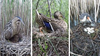 Dance|10 Kinds of Common Bird Nests By The Lake