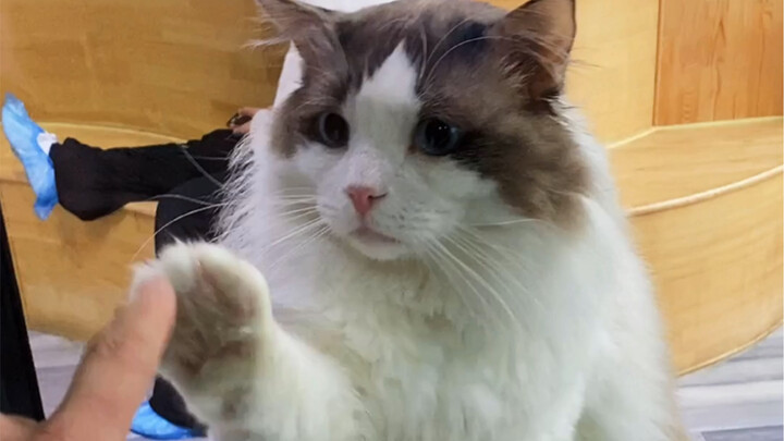 ลูกแมวตัวน้อยไม่ได้มีปัญหาแบบนี้หรอกนะ