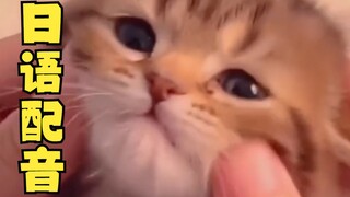Kucing aneh, tapi versi Jepang