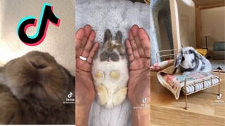 Cute and Funny Bunnies of TikTok - Holland Lop Edition