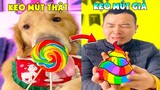 Thú Cưng Vlog | Tứ Mao Ham Ăn Đại Náo Bố #22 | Chó gâu đần thông minh vui nhộn | Smart dog funny pet