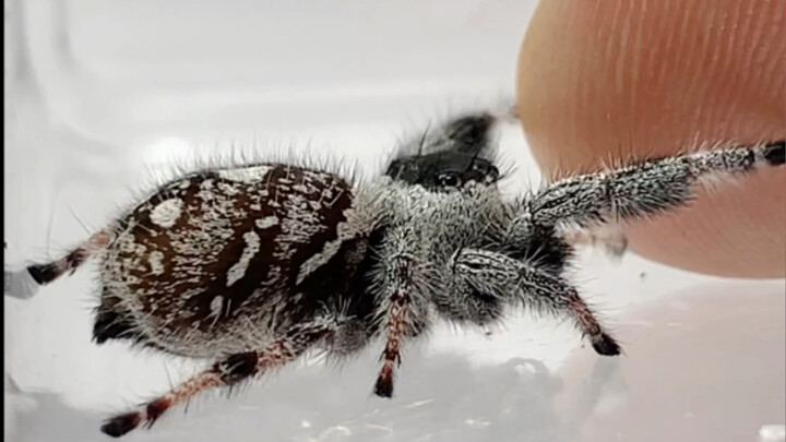 Apa yang terjadi kalau kamu kasih satu jari saat lapar?