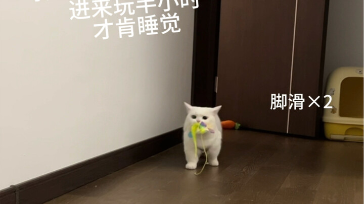 Thì ra mèo chân ngắn mang đồ kiểu này, cái gì cũng tha lên giường!!
