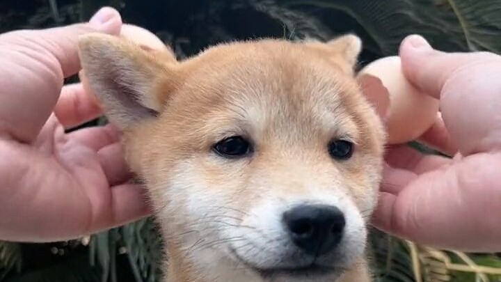#ชิบะอินุ #ความสุขของคนเลี้ยงหมา #ลูกรักขนปุย #ลูกหมาน้อย