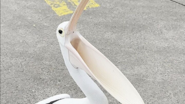 Trying to stalk a pelican until it snaps with fury