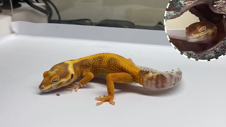 Animal | Leopard Gecko Sloughing Its Skin