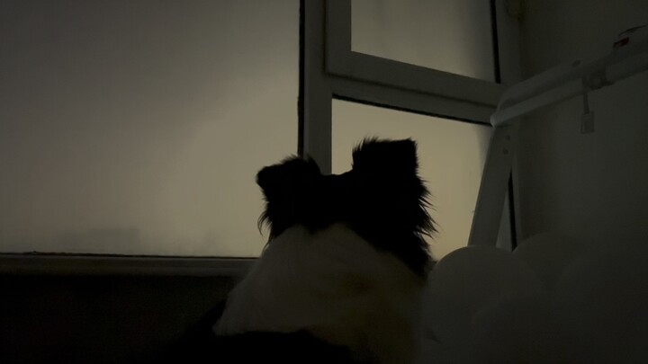 Dog Video | Watch Fireworks With Me