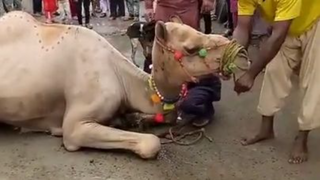 Camel Ki Qurbani #short (1)