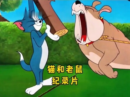 “众所周知，猫和老鼠是一部纪录片”