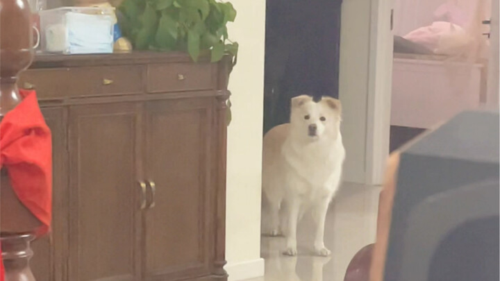 A Dog Growing on a Cat