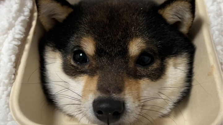 Kue cokelat ini terlihat sangat lezat!