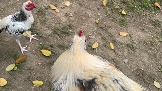 Parang my spring ang paa