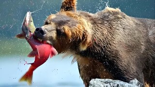 "Bữa tiệc cá hồi rất ngon, nhưng nó có thể gây ra ký sinh trùng ở mông bạn."