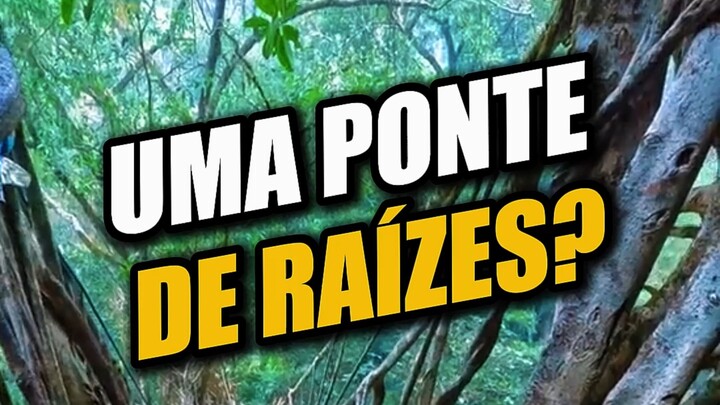 Essa Ponte NÃO Foi Construída… Ela Cresceu!