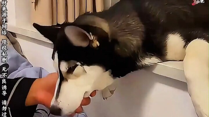 Dengan cara “mengasah” ala melatih elang, akhirnya seekor Husky bisa diajak patuh.