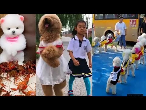 Chó Mèo Hài Hước 🐶 Tik Tok Dễ Thương Nhất Thế Giới | Funny & Cute Dog and Cat #1