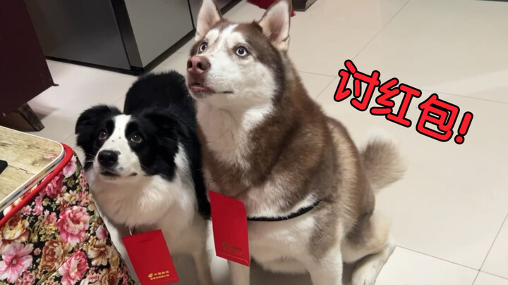 Husky: Just give me some food—I don’t need red envelopes!