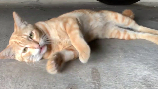 แมวเหมียวน่ารัก ร้องเหมียวๆอยู่ใต้รถ