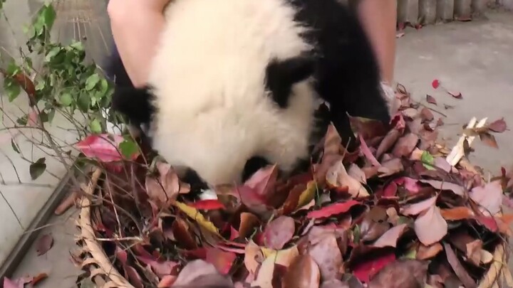 [Animals]What a cute and clingy panda!