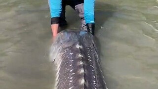 A huge sturgeon was found in the river by a Canadian netizen