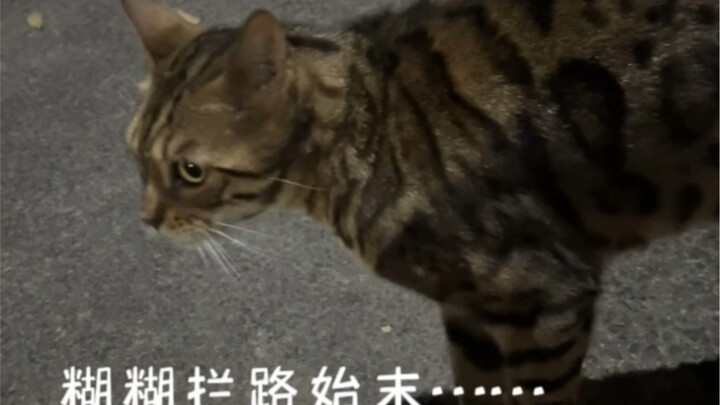 The cat’s intuition sent shivers down my spine…