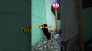 Cháu đến thăm ông đây 😅 #Shorts #Yeulu #Yeuluofficial