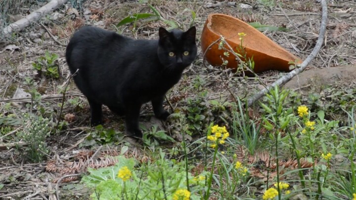 The little black cat I rescued three months ago now follows me around like a dog every day.