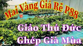 🔴Hết Hàng🔴 Mai Vàng Giá Rẽ P88 | Mai Giảo Thủ Đức Ghép Già Mùa | Mai Giảo Giá Rẽ | BSPC