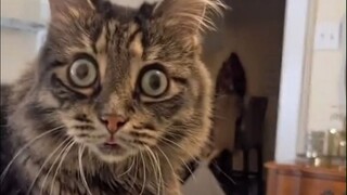 Pemilik yang baik hati itu membesarkan banyak kucing "aneh"