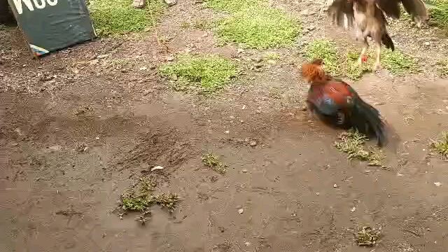 Continental RJ.. bitaw Ng manok