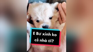 Chấm điểm đáng yêu cho e Bư đi cả nhà ơi. cunyeucuadua chó chócon chókhôn chócute xuhuong fyp chucmungnammoi nammoi2022