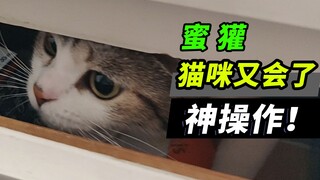[Honey Badger] This cat is amazing! I cried, and I didn’t expect the reason was related to my past l