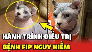 Câu chuyện về hành trình của bé mèo vượt qua bệnh FIP nguy hiểm | Yêu Lu