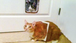 Funniest Cats 😹 - อย่าพยายามกลั้นเสียงหัวเราะ 😂 - Funny Cats Life