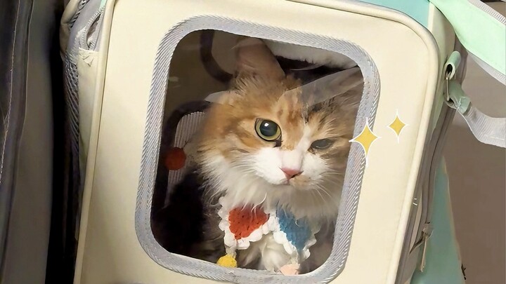 Getting Close to Science: The Mystery of Stray Cats' Origins