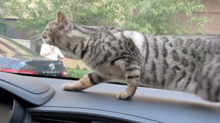 Tentang pengalaman pertama kali ada kucing masuk ke dalam mobil