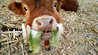 [Calf] A Naughty Little Calf Who Loves to Eat