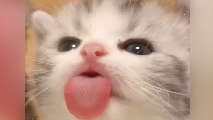 Little milk cat... I’m licking you, and I’m gonna keep licking you 🤤