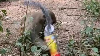 Monyet Penipu Ember Keripik Kentang