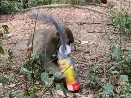 Potato Chip Bucket Tricking Monkey