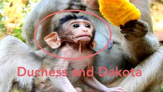 Adorable! Baby Monkey Dakota Sucking Milk And Request Mango More,MK Duchess Try Eat Mango Very Fast