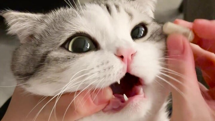 Saat memberikan obat pada kucing, bersikaplah cepat, akurat, dan tegas!