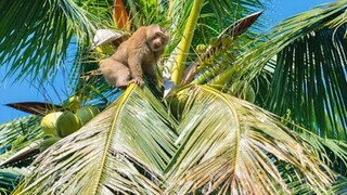 smart and delicious monkey ( chú khi thông minh va ẩm thực ăn uống)