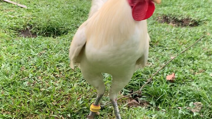 White hatch broodcock 🐓
